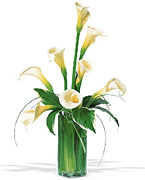 Happy Anniversary in Miami with the most beautiful and premium roses from Ecuador and Colombia to the United States, we deliver your Anniversary, Birthday, Get well soon, New Born flowers arrangements 7 days per week in Coral Gables, Pinecrest, South Miami, Miami Beach and all Miami
