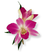 Reserve your 100% NATURAL Prom Boutonniere, Corsage or Wristlet using our Online Form or just Call us 305 - 264 5999. We deliver to your home or you can pick up... Enjoy our customer service...