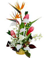 GREAT AND UNIQUE TROPICAL FLOWERS - only the best flowers and perfect arrangements by Terraflowers ...QUALITY AND PERFECTION we guarantee deliver anywhere in Miami... Terra Flowers design customized flowers and roses arrangements for Mother's day using only the very best and fresh flowers impoted from Ecuador... VIP service for our customers...