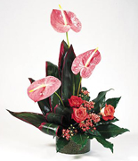 Happy Anniversary in Miami with the most beautiful and premium roses from Ecuador and Colombia to the United States, we deliver your Anniversary, Birthday, Get well soon, New Born flowers arrangements 7 days per week in Coral Gables, Pinecrest, South Miami, Miami Beach and all Miami