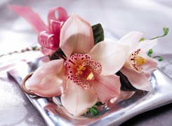 Reserve your 100% NATURAL Prom Boutonniere, Corsage or Wristlet using our Online Form or just Call us 305 - 264 5999. We deliver to your home or you can pick up... Enjoy our customer service...