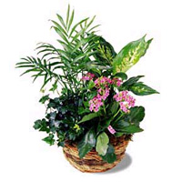 A mix of green and blooming plants in a basket makes a nice presentation and a long lasting gift. 