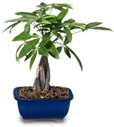 This magnificent Braided Money Tree is indigenous to the tropics of Central America. It is known to bring good financial luck to all its caretakers. Our Braided Money Tree has 5 trunks braided into one tree. Its rich green canopy makes it perfect for an indoor bonsai. It stands approximately 10-12" high, and is planted in an Asian ceramic container.