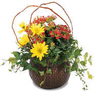 A brown willow basket is filled with a red kalanchoe plant surrounded by ivy and yellow daisy pompons. A great gift for any dad of any age. 