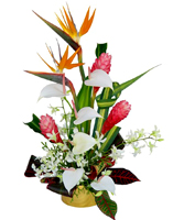 GREAT AND UNIQUE TROPICAL FLOWERS - FREE DELIVERY FOR ORDERS ONLINE JUST FOR MOTHER'S DAY!!!!!!! ENJOY IT - ORDER NOW !!!!
